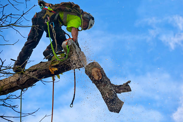 How Our Tree Care Process Works  in  Aspen, CO